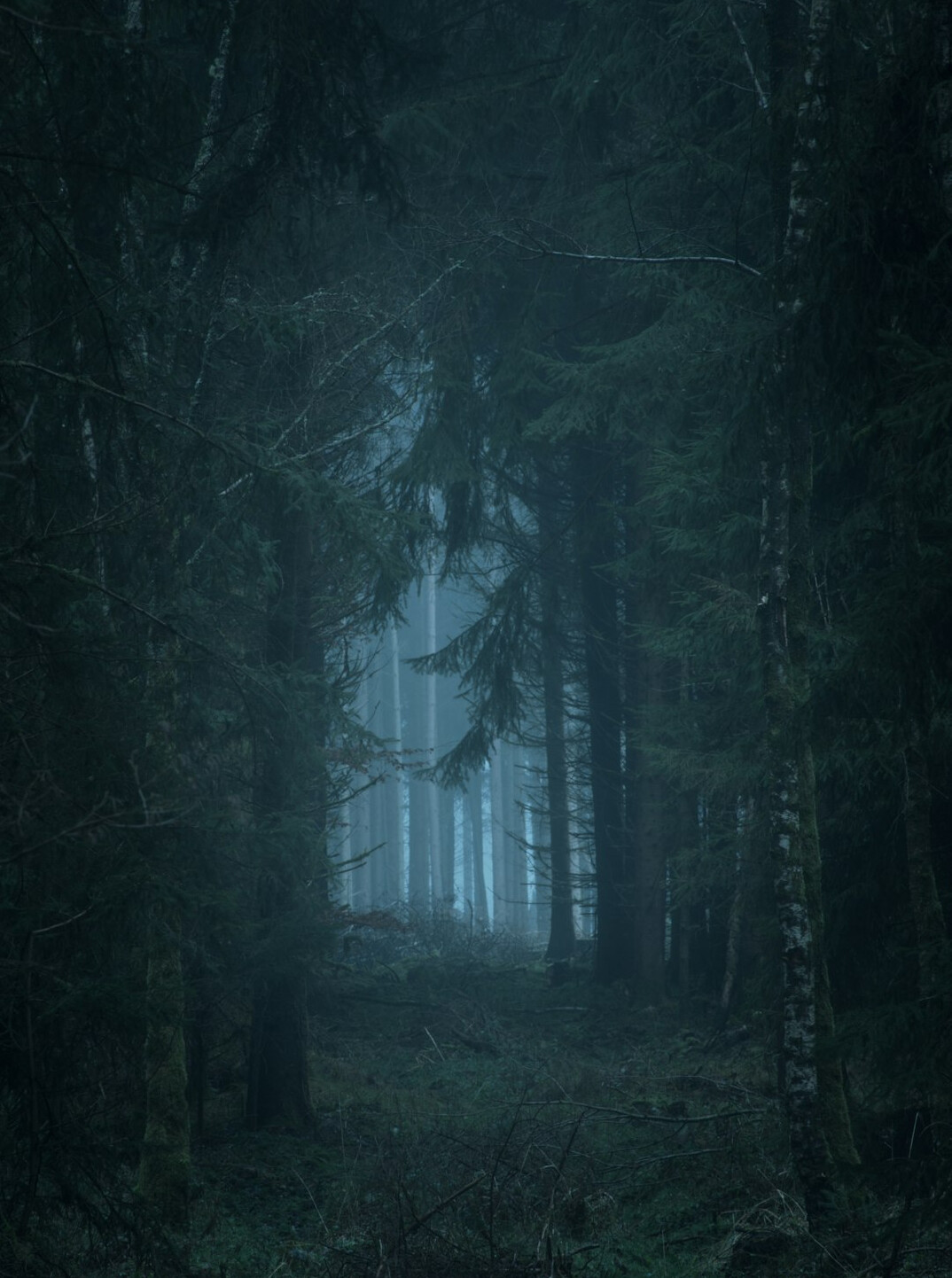 dark mysterious forest at night
